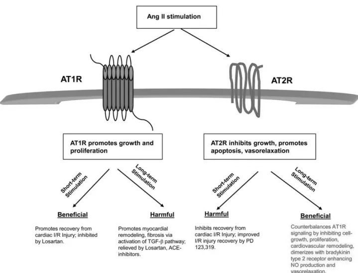 Figure 11. Summary of acute and chronic stimulation of angiotensin II receptors (Dasgupta and Zhang 2011)
