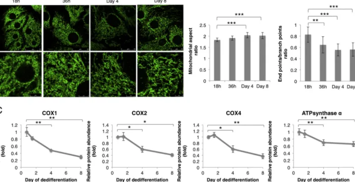 Fig. 7. Opposite changes in the mitochondrial network morphology and OXPHOS protein abundance are observed in dedifferentiating primary hepatocytes