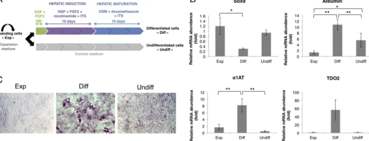 Fig. 1. The hepatogenic differentiation of BM-MSCs results in the acquisition of hepatic features