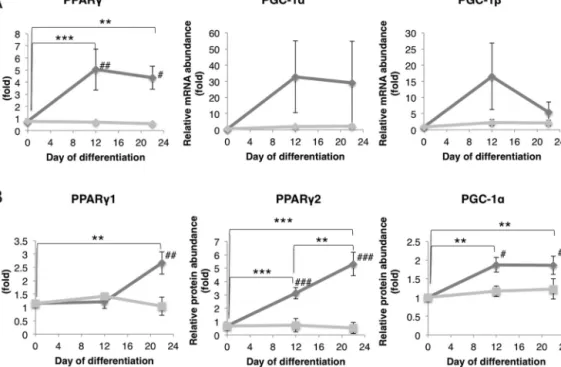 Fig. 5. An increased expression of several mitochondrial biogenesis regulators is observed during the hepatogenic differentiation of BM-MSCs