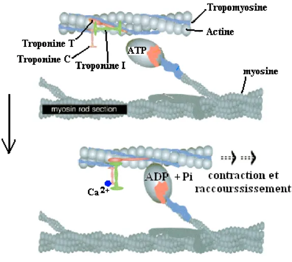 Figure 7 : Mécanisme de glissement des myofilaments suite à une élévation de la [Ca 2+ ]i.