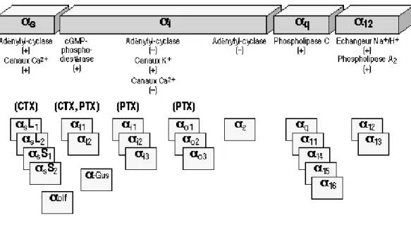 Figure  11 :  Diversité  des  protéines  G.  Classification  en  fonction  de  leur  sensibilité  aux  toxines CTX ou PTX.