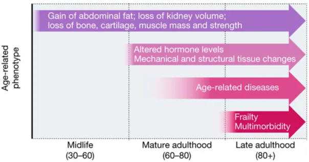 Figure 1. Timing and progression of ageing-associated phenotypes  Adapted from (Partridge, Deelen et al