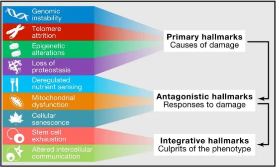 Figure 2. Hallmarks of ageing Adapted from (Aunan, Watson et al. 2016) 