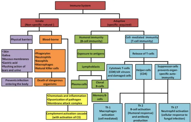 Figure 3. Overview of the immune system (Nagaratnam and Adithya Nagaratnam 2019) 