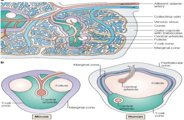 Figure 4: Structure of Spleen: 