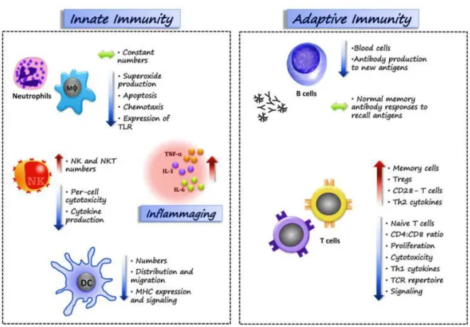 Figure 5. Age-related changes in the immune system (immunosenescence)  DC: dendritic cell; MHC: major histocompatibility complex; TLR: Toll-like receptors; NK: 