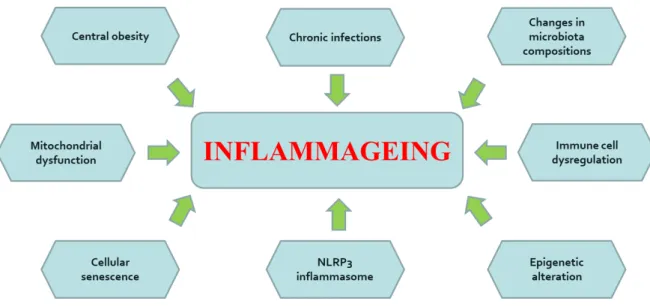 Figure 6. Mechanisms of inflamm-ageing. (Ferrucci and Fabbri 2018) 