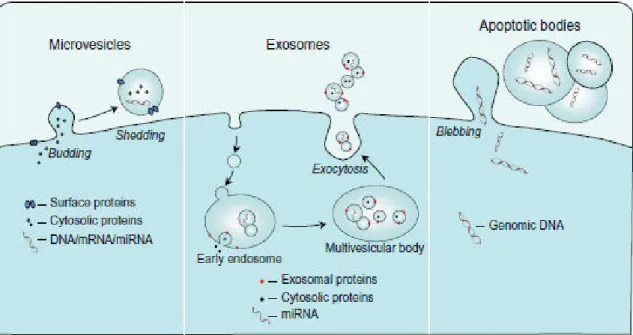 Figure  10.  Schematic  representation  of  the  mechanisms  of  formation  of  microvesicles,  exosomes, and apoptotic bodies (Lawson, Vicencio et al