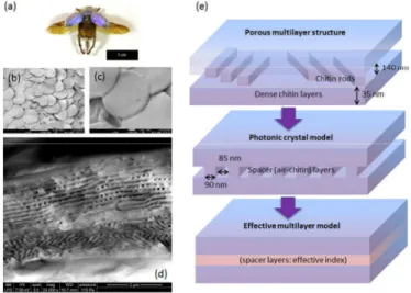 Fig. 2. (a) Photograph of male Hoplia coerulea beetle; (b,c) SEM images (different magnifications) of scales covering the elytron; (d) SEM  image of a broken scale (cross section) revealing the thin envelope and the buried porous multilayer; (e) photonic m