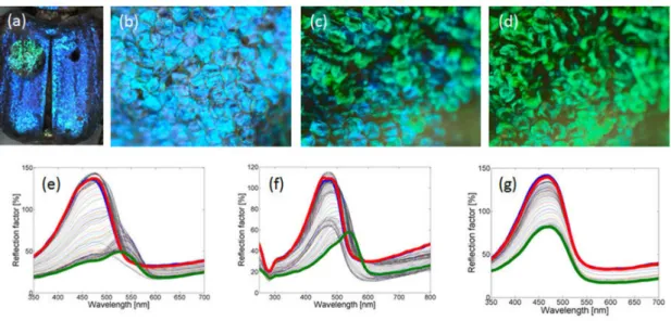 Fig. 3. (a) Macrophotograph of Hoplia coerulea following the deposition of a water droplet (green patch); (b-d) optical microscope images of the  scales at different times following water droplet deposition (t=0s, 4.5s, 9.0s); (e-g) Real time evolution (th