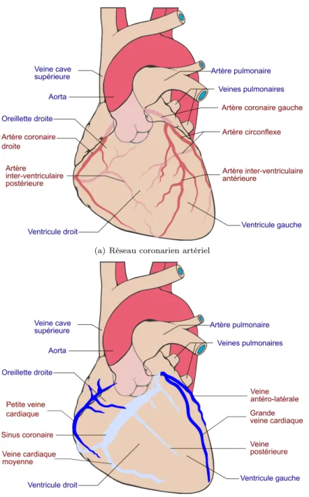Figure 1.6 – Illustration du réseau coronaire sur un cœur en vue antérieure. (a) Réseau artériel coronaire (d’après Patrick J