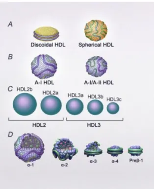 Figure 3. Different means of HDL subpopulation classification: A) by maturation step B) by  protein content C) by size D) by charge [83, 84]  