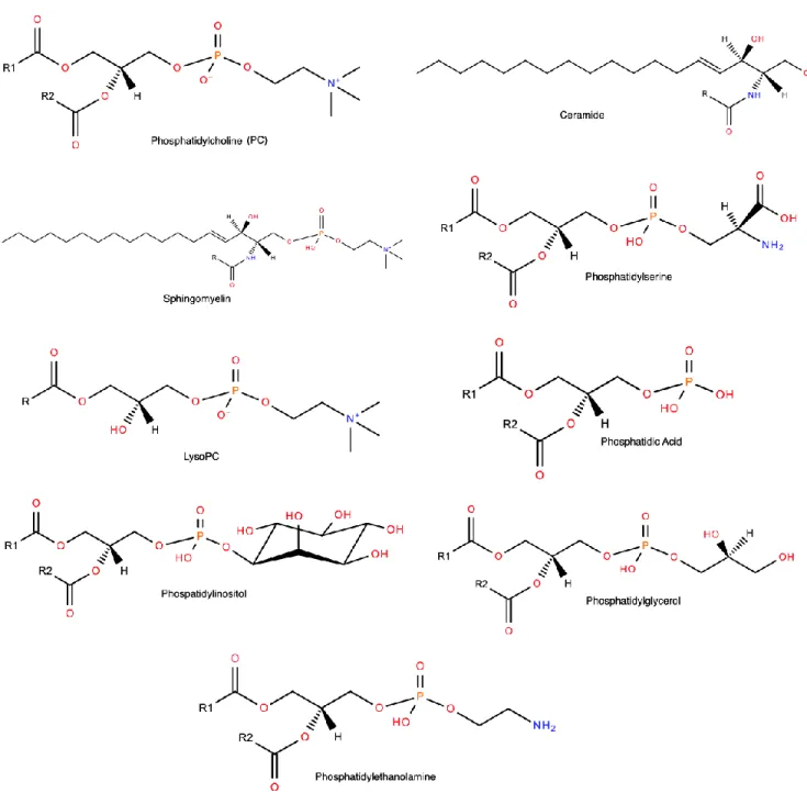 Figure 4. Structure of the major lipid subclasses studied, source: lipidmaps.org 