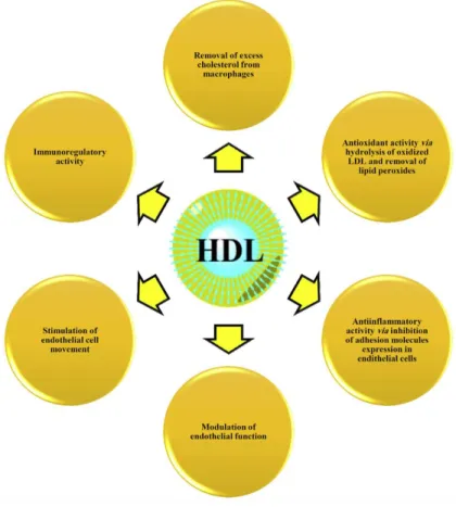 Figure 11. Biological activities of HDL [132] 