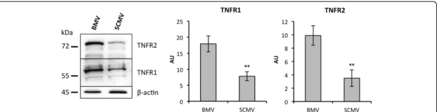 Fig. 6 Differential protein expression of TNFR1 and TNFR2 in brain and spinal cord MECs