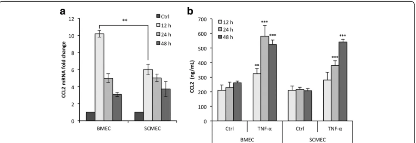 Fig. 3 CCL2 expression and secretion upon TNF- α at 12, 24, and 48 h in BMEC and SCMEC monolayers