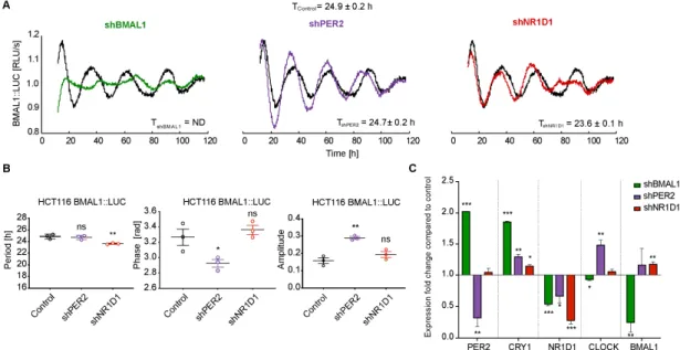 Figure 1. BMAL1 promoter activity shows different oscillation patterns in HCT116 knockdown cell  lines