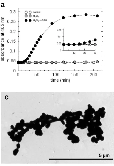 Figure 1 c 5 µm 5 µm d 0.5 µmba e f 32% 24% 32%24%α-helix β-sheet