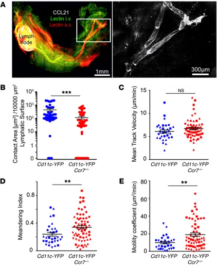 Figure 1. CCR7-mediated interactions of DCs with lymphat- lymphat-ic collecting vessels outside of LNs