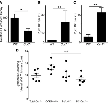 Figure 4. Lymphatic transport and permeability in CCR7- CCR7-deficient mouse strains. (A) 1 μl of Cy5-conjugated dextran  (70 kDa) was injected in the ear pinnae of anesthetized  mice (5 to 10 weeks old), and the decrease of fluorescence  intensity associa