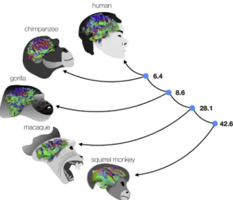 Fig. 1 e Comparing white matter connections across primates shed lights on brain evolution