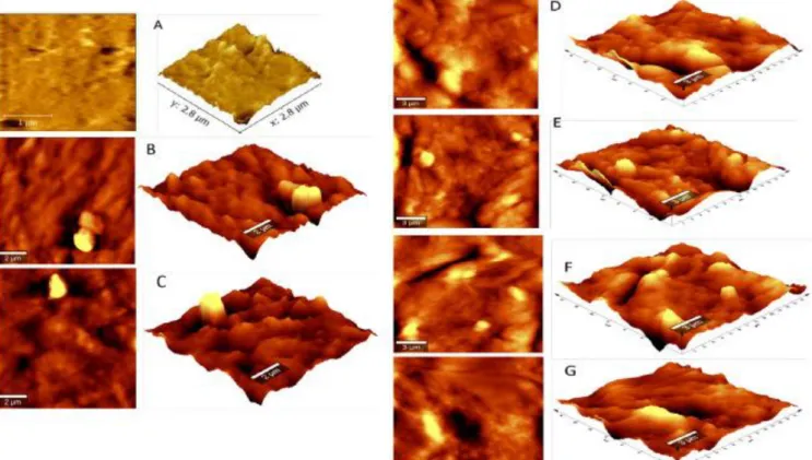 Fig. 2. AFM images of crosslinked films and crosslinked nanocomposite films (A) neat TPS, (B)  TPS + OS1, (C) TPS + OS1/CNF5, (D) TPS + OS2, (E) TPS + OS2/CNF5, (F) TPS + OS3, (G)  TPS + OS3/CNF5