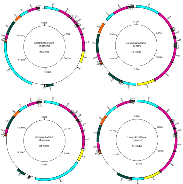 Figure 1.  Gene maps of M and F genomes of Scrobicularia plana and Limecola balthica. All genes are encoded  on the heavy strand, total genome lengths are reported inside their corresponding genome