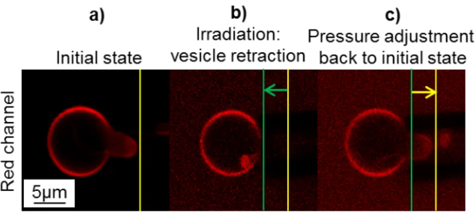Figure S 11. Controlled membrane deformation of a phospholipid GUV by pressure adjustments through aspiration in a capillary