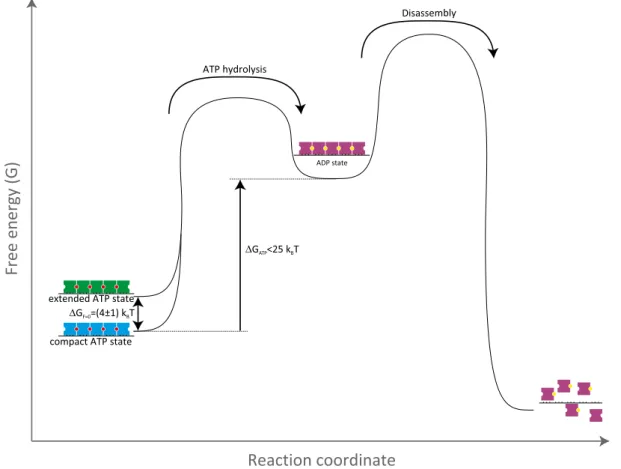 Figure 6 . Cartoon model of different states of hRAD 51 on ssDNA.