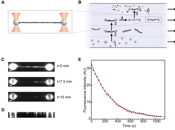 Figure 1 . Detecting fluorescent hRAD 51 bound to an individual ssDNA molecule.