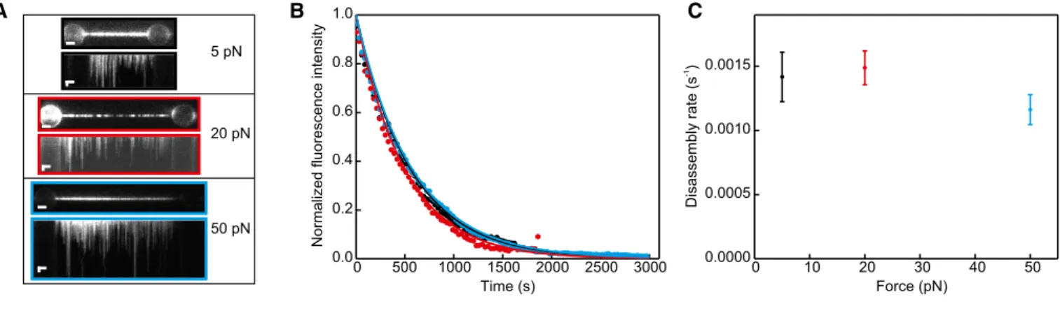 Figs EV3 and EV4A–C); we observed a similar hysteretic behaviour, which decreased exponentially at the same rate as the rate of hRAD51 dissociation from the ssDNA (Fig EV4B and C)