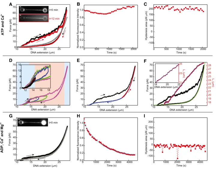 Figure 3 . Structural transitions within hRAD 51 -ssDNA NPFs.