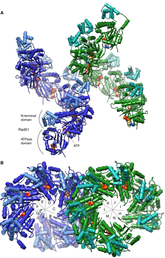 Figure 4. Crystal structure of the human hRAD51-ATP filament.