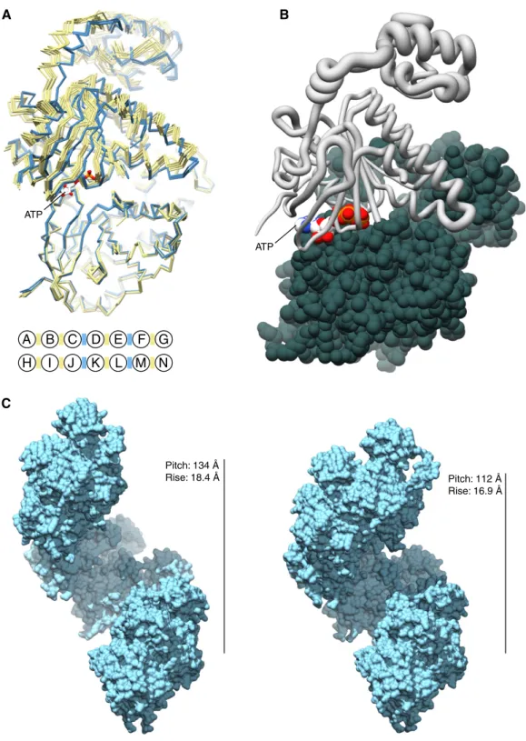 Figure 5 . Two dimer interfaces exist in the crystal structure of the hRAD 51 -ATP filament.