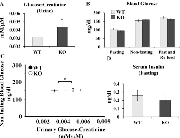 Figure 2.  Olfr1393 KO mice present with euglycemic glycosuria. (A) KO mice have an increase in the  urinary glucose:creatinine ratio