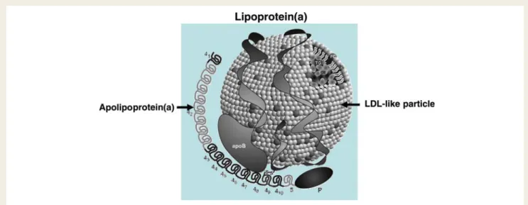 Figure 1 Lipoprotein(a) consists of an LDL-like particle to which apolipoprotein(a) is covalently linked