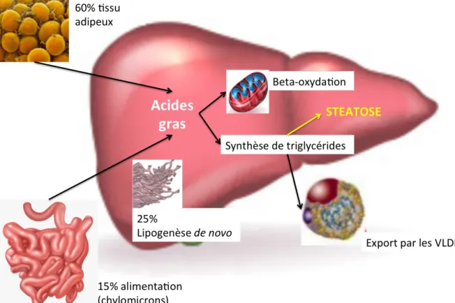 Figure 4 : Mécanismes de la stéatose hépatique 