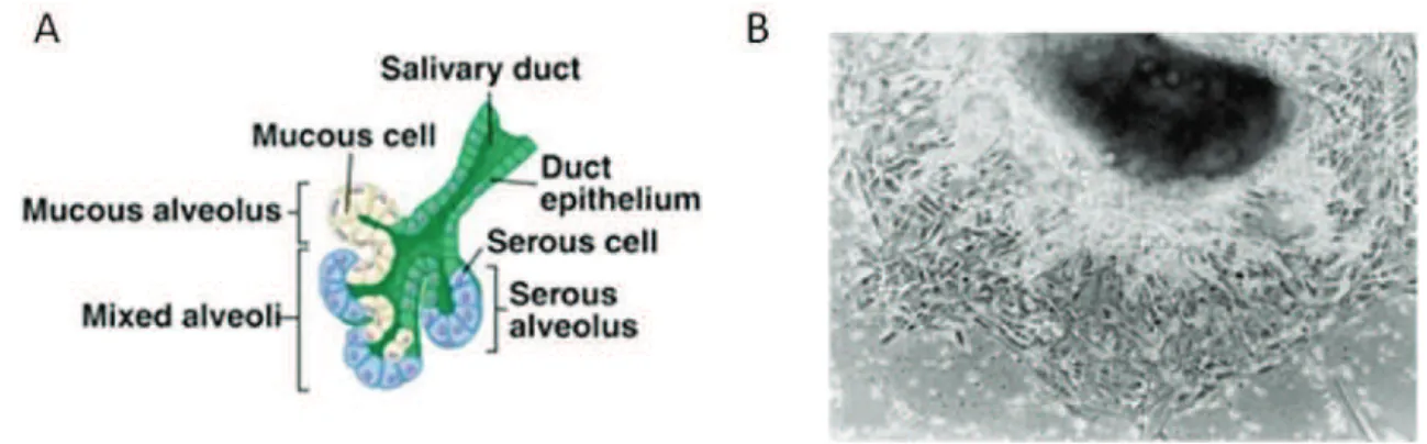 Figure 3. A schema of acinar SGECs and ductal SGECs in salivary glands  and human non-neoplastic SGEC lines
