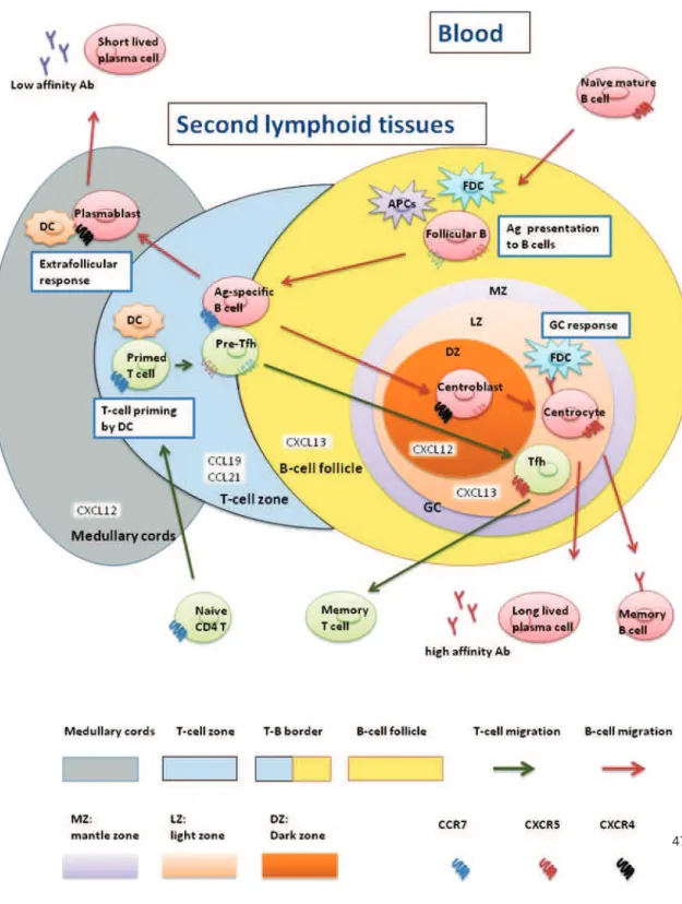 Figure  7.    Anatomical  localization  as  well  as  molecules  and  cellular  requirements for Tfh differentiation