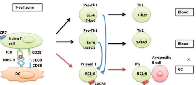 Figure 9. Initial T cell priming by DC and T cell differentiation.  Adapted  from  [82]
