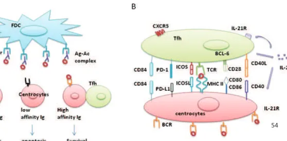 Figure 11. Main actors and molecules involved in GC B-cell differentiation. 
