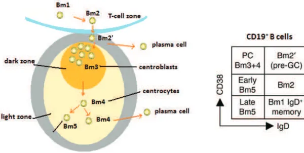 Figure 14. Main markers of    mature B-cells. Adapted from [100].   