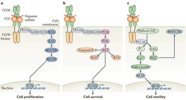 Figure 13: Lactivation de la voie du Fgf par Fgf10 active une boucle dauto-régulation entre Fgfr2b et Sox9