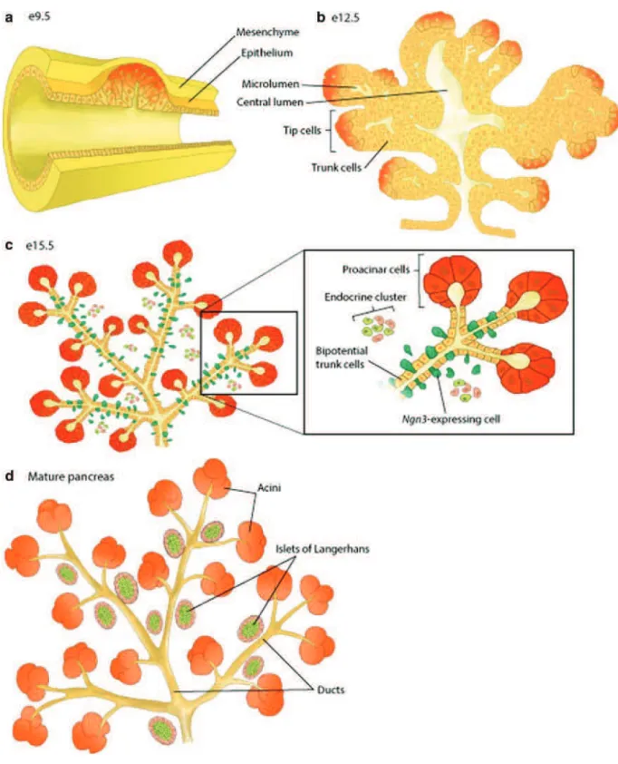 Figure 18: Le développement du pancréas. (A) La formation des bourgeons pancréatiques est visible vers E9.5.