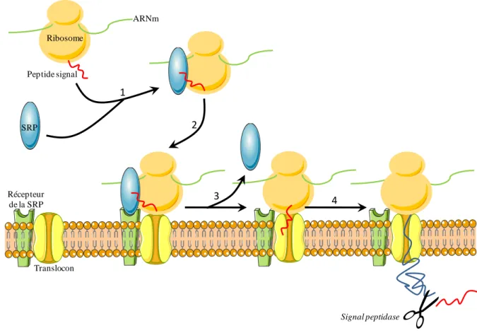 Figure  2  :  Représentation  schématique  de  la  translocation  des  précurseurs  des  neuropeptides  dans  le  réticulum  endoplasmique