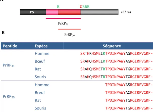 Figure  12:  Représentation  schématique  du  précurseur  humain  du  PrRP  (A)  et  alignement  de  séquences du PrRP (B)