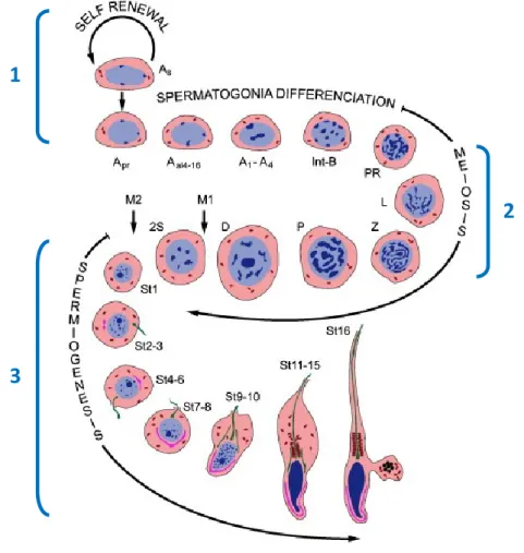 Figure 6: Représentation schématique de la spermatogenèse chez les rongeurs. D'après [22] 
