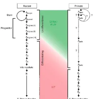 Figure 7: Modèle comparatif des spermatogonies chez les rongeurs et les primate. D'après [24] 
