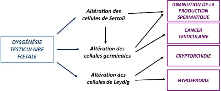 Figure 12: Origine fœtale de l'altération des fonctions de reproduction masculine aboutissant au SDT  d'après [70] 